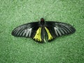 The Golden birdwing butterfly sits with its wings spread. Butterfly with large black and small yellow wings. Troides rhadamantus