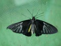 The Golden birdwing butterfly sits with its wings spread. Butterfly with large black and small yellow wings. Troides rhadamantus