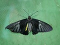 The Golden birdwing butterfly sits with its wings spread. Butterfly with large black and small yellow wings. Troides rhadamantus