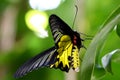 Golden Birdwing No.2 Royalty Free Stock Photo