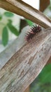 Golden Birdwing or Troides aeacus baby caterpillar is cling up plant , Butterfly life cycle, Larva in nature gaden with green leaf Royalty Free Stock Photo