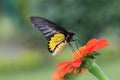 Golden Birdwing Troides aeacus Royalty Free Stock Photo