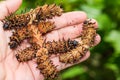 Golden Birdwing Troides aeacus caterpillars Royalty Free Stock Photo