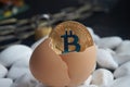 Golden bitcoin coin in broken eggshell Royalty Free Stock Photo