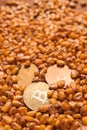 Golden Bitcoin coins in harvested corn grain