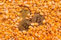 Golden Bitcoin coins in harvested corn grain