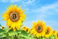 Golden bitcoin in the flowers of a sunflower