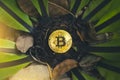 Golden bitcoin placed on a tree and dry leaves background