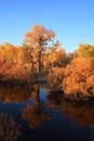 Golden black poplars by the river