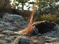 Golden blades of grass in the sun among mosses.