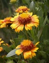 Golden Blanket Flowers Gaillardia Aristata Royalty Free Stock Photo