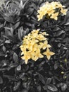 golden bloom ixora chinensis lam a vibrant burst of radiant yellow beauty.