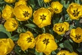 Golden Bloomed Tulips Royalty Free Stock Photo