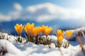 Golden Blooms: A Stunning Contrast of Yellow Crocuses and Snow in Sunlight