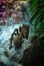 Golden blue-legged baboon tarantula at Antipa Museum in Bucharest Royalty Free Stock Photo