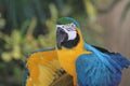 The Golden and Blue Macaw Spread Wings