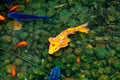 Golden and blue and red koi fish Royalty Free Stock Photo