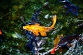 Golden and blue and red koi fish Royalty Free Stock Photo