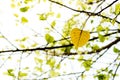 Golden bo leaves sacred fig leaf in the nature. Royalty Free Stock Photo