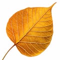 A Golden Bodhi leaf Royalty Free Stock Photo