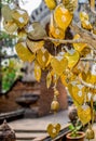 Golden bodhi leaves