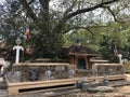 Golden Bodhi tree. Natha Devala Premises Kandy. Royalty Free Stock Photo