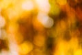 Golden bokeh lights autumn foliage background