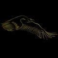 Golden border Cinereous Vulture flying over black background