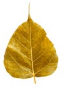 Golden bothi leaf isolated on white background Royalty Free Stock Photo