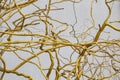 Golden branches of a tree against background. Conception with branches painted in gold for the design Royalty Free Stock Photo