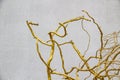 Golden branches of a tree against background. Conception with branches painted in gold for the design Royalty Free Stock Photo