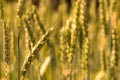 Golden bread wheat field grain