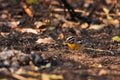 Golden-breasted Bunting Royalty Free Stock Photo