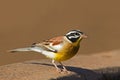 Golden-breasted bunting Royalty Free Stock Photo