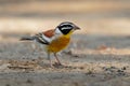 Golden-breasted Bunting - Emberiza flaviventris passerine yellow black white bird in the bunting family Emberizidae, dry open Royalty Free Stock Photo