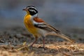 Golden-breasted Bunting - Emberiza flaviventris passerine yellow black white bird in the bunting family Emberizidae, dry open Royalty Free Stock Photo