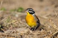 Golden-breasted bunting with lovely colours looking for food Royalty Free Stock Photo