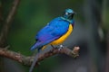 Golden-breasted starling Lamprotornis regius