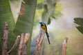 Golden-breasted Starling perched on the tree branch, Cosmopsarus regius Royalty Free Stock Photo