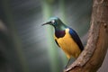 Golden-breasted Starling perched on the tree branch, Cosmopsarus regius Royalty Free Stock Photo