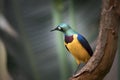 Golden-breasted Starling perched on the tree branch, Cosmopsarus regius Royalty Free Stock Photo