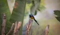 Golden-breasted Starling perched on the tree branch, Cosmopsarus regius Royalty Free Stock Photo