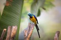 Golden-breasted Starling perched on the tree branch, Cosmopsarus regius Royalty Free Stock Photo