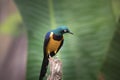 Golden-breasted Starling perched on the tree branch, Cosmopsarus regius Royalty Free Stock Photo