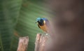 Golden-breasted Starling perched on the tree branch, Cosmopsarus regius Royalty Free Stock Photo