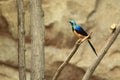 Golden-breasted starling