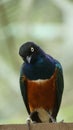 The golden-breasted starling is a small bird with a bright, blue tail and a blue back. Royalty Free Stock Photo