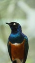 The golden-breasted starling is a small bird with a bright, blue tail and a blue back. Royalty Free Stock Photo