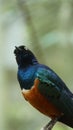 The golden-breasted starling is a small bird with a bright, blue tail and a blue back. Royalty Free Stock Photo