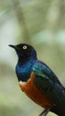 The golden-breasted starling is a small bird with a bright, blue tail and a blue back. Royalty Free Stock Photo